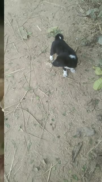 little dog is funny Walk