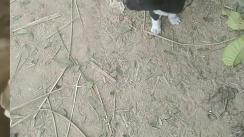 little dog is funny Walk