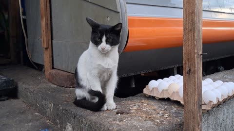 Eggspectation: The Market Cat’s Morning Shift