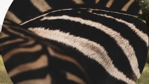 ‎Nature s Harsh Lesson for Young Elephant Leader | Nature s Great Migrations | BBC Earth