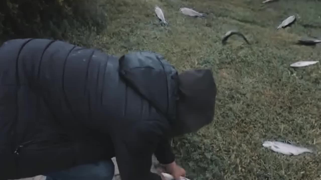 Hail and fish 😳