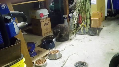 Rose getting a drink of water