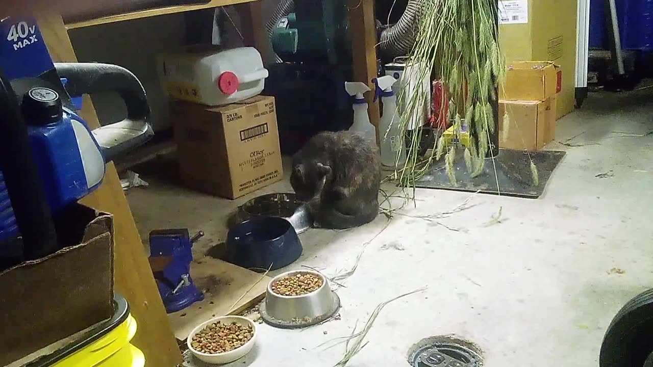Rose getting a drink of water
