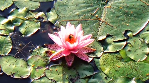 Water Lily