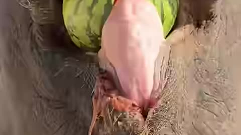 One bite of a big watermelon, eat it with relish, eat it all in one bite, series of elephants ea