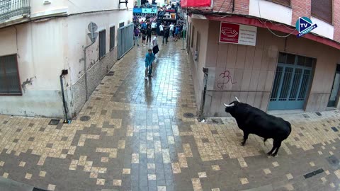 2 TORO TARDE 9oct DUETO ganaderia EL PILAR N 11 - FESTES DEL ROSER 2025