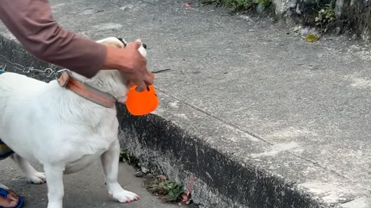 Eyebrow Dog Goes Trick-or-Treating
