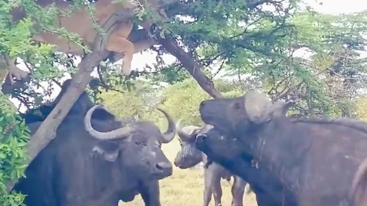 Lioness Perched on a Tree to Escape Charging Buffalo Herd