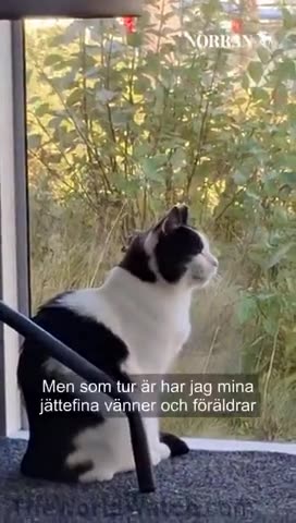 Swedish Court Rules Migrant who R*ped 16-yo Girl won't Be Deported