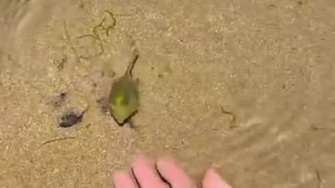 Brave Fish