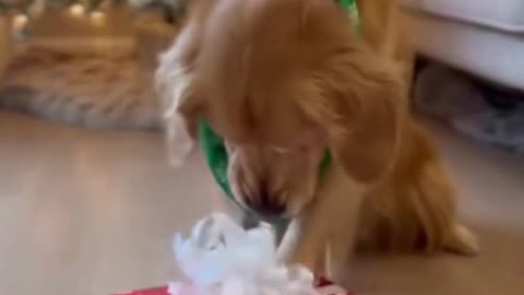 🐶🎁 My Dog Opened His Christmas Gift… and His Reaction Melted My Heart 🎄❤️