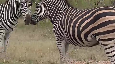 zebra