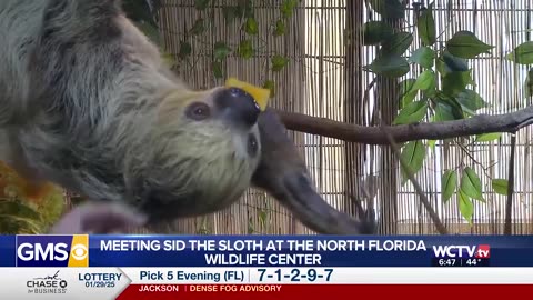 MEET SID: The two-toed sloth at the North Florida Wildlife Center