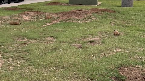 Taco Bell Prairie Dog Colony