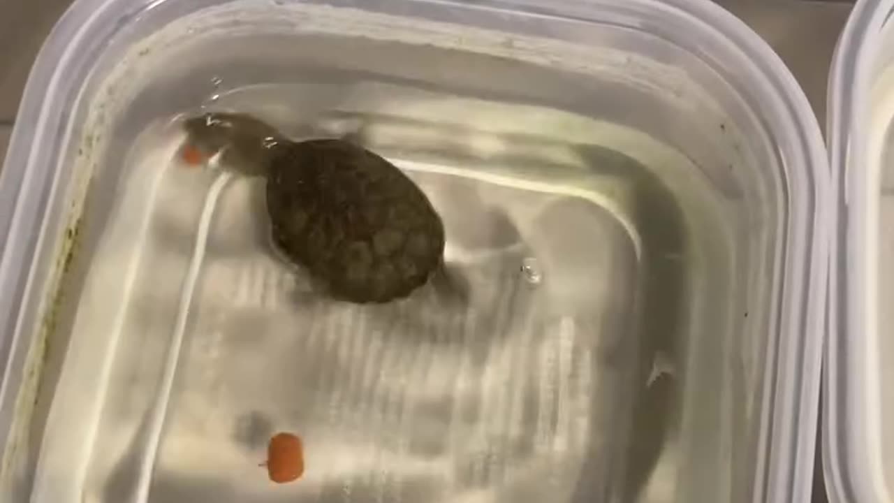 Turtle is Staying Calm in the Chaos part3