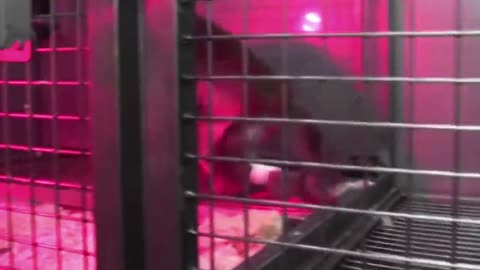 מזעזע נורולינק מבית היוצר של אלון מאסק משתמשת בקופים במעבדה לבדיקת השבבים בראש