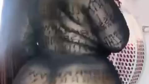 Daddy nasty big ass twerking.