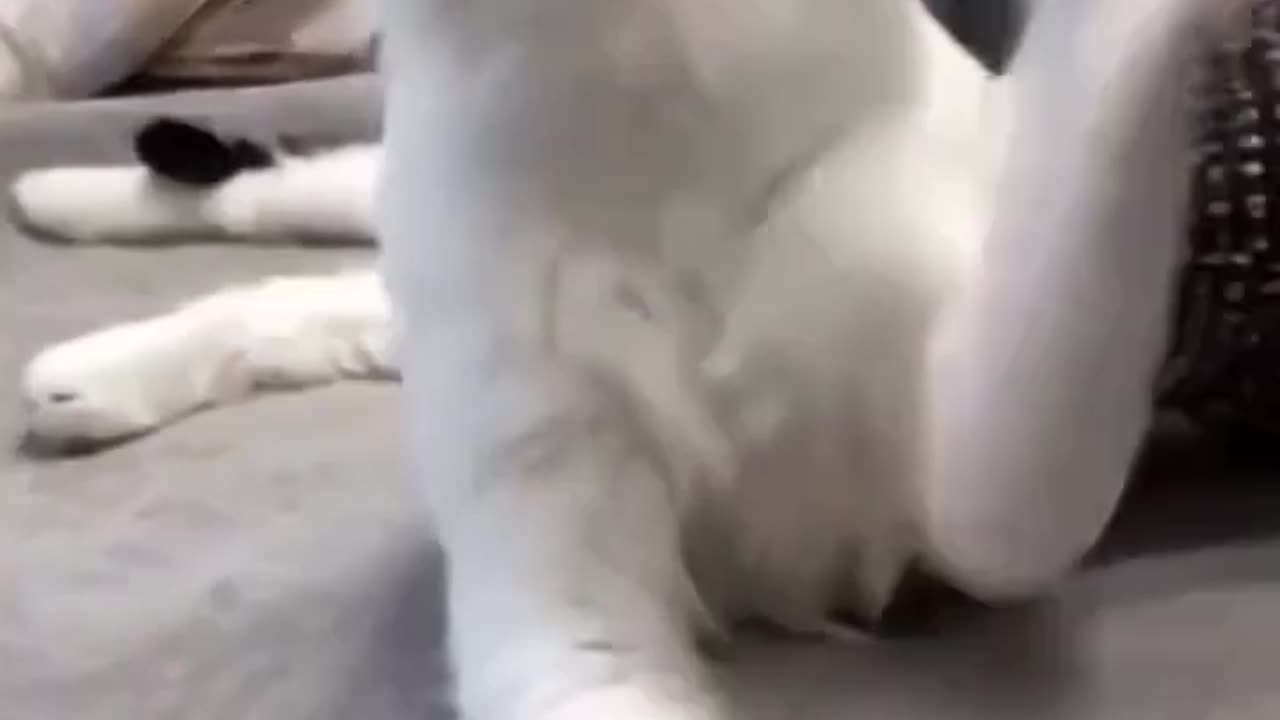 Hey son, please show the cat to aunty once