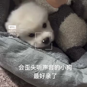Adorable Little Tangyuan
