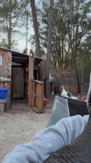 Cold Turkey Huddles In Owner's Hood