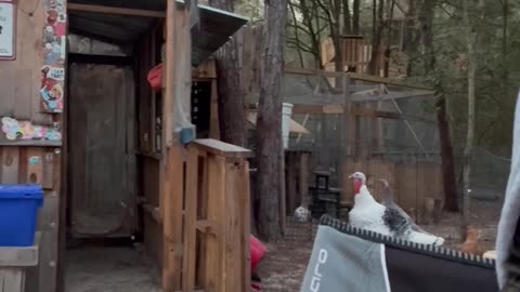 Cold Turkey Huddles In Owner's Hood