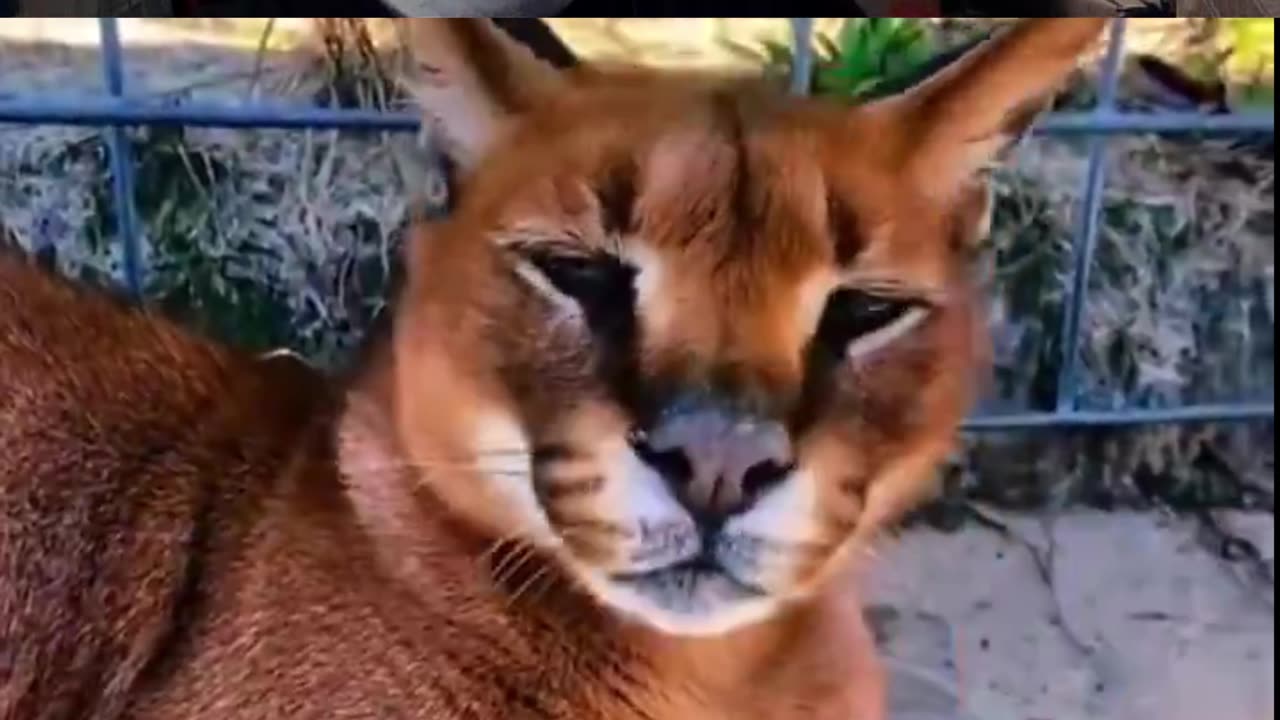 Boops On The Nose Of Wild Animals