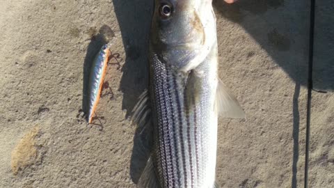 WINTER TIME FISHING for Schooly Striper on light tackle