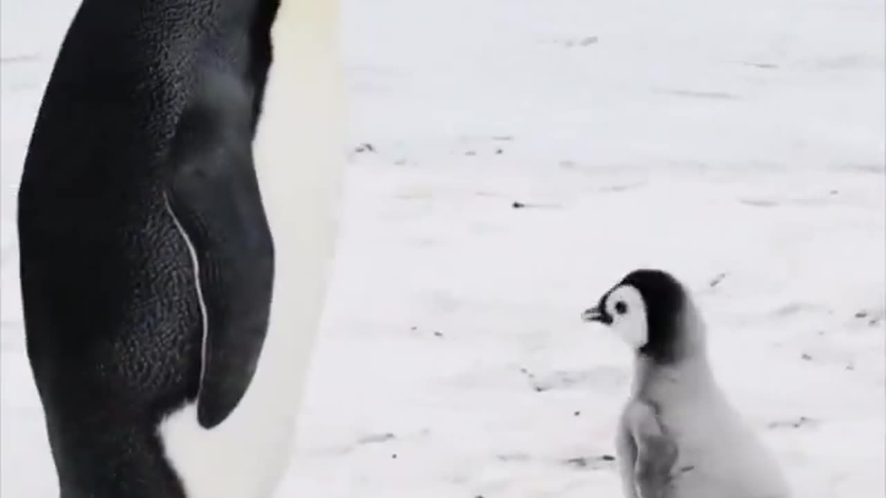 What’s the little one telling mommy? 🤔