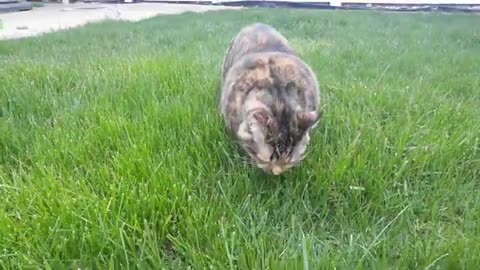 Adorable Cat's Backyard Grass Snack!