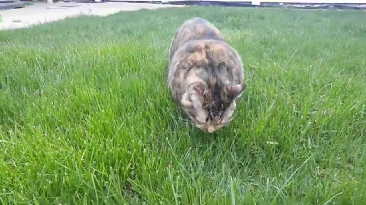Adorable Cat's Backyard Grass Snack!