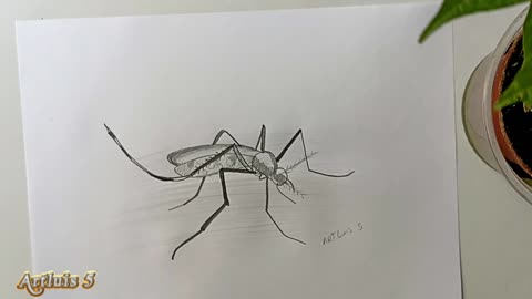 How to draw an mosquito