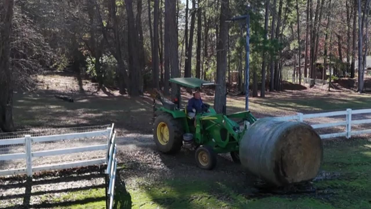 Horses love their hay