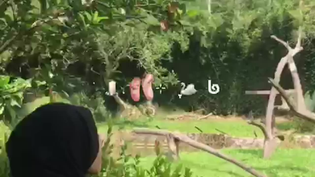 A Day at the Zoo