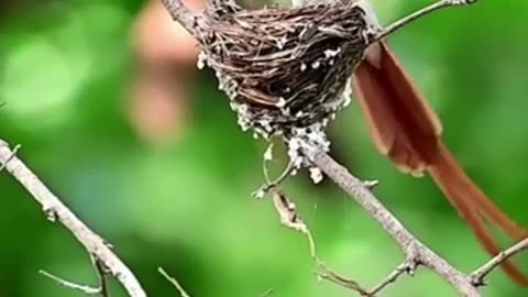 VERY RELAXING SCENE!!Wings of Joy: The Cutest Bird Moments Ever! 🐦✨💖