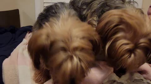 When You're 96 -- Batman & Chewy jump into bed with my sick mother #funnydogs #centenarian #yorkies
