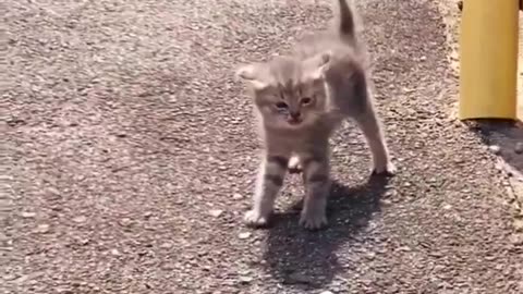 Little brother stays to protect her sisters