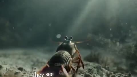 Human eyes vs. the eyes of other creatures.....