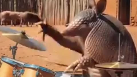 Donkey singer