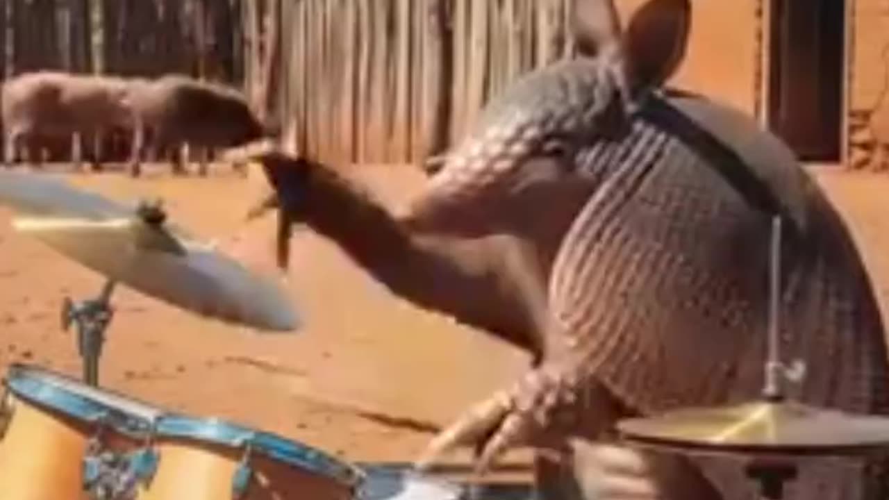 Donkey singer