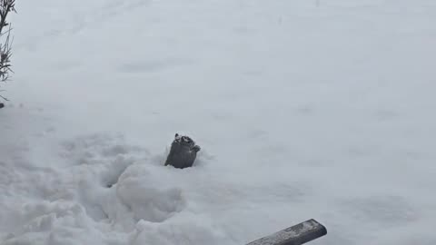 Squirrel Searches for Food Stashes Under Fresh Snow