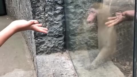 Funny monkey 🐵|hilarious video|funny|enjoying video 😂|