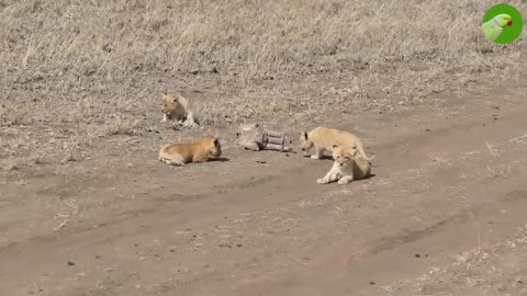 Watch! Cute Lions Playing in a rock !