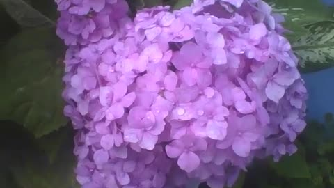 Beautiful purple hydrangeas with raindrops in a cement vase [Nature & Animals]