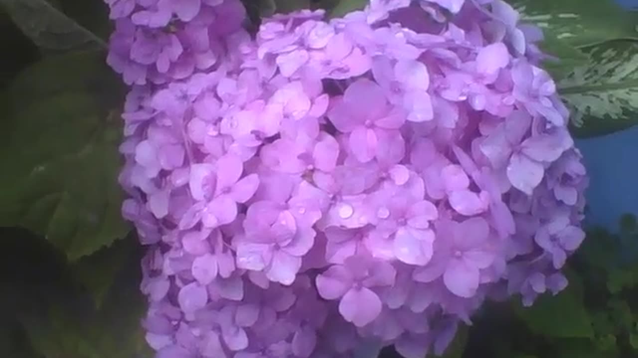 Beautiful purple hydrangeas with raindrops in a cement vase [Nature & Animals]