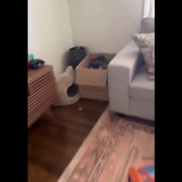 He is bit not social😁🐾🐾