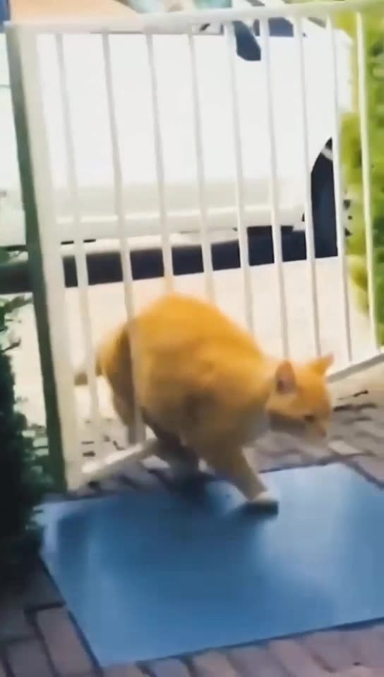 Hilarious and Funny Cats Moments