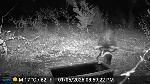 Striped Skunk - Rare