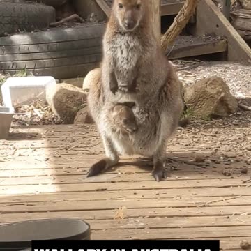 Wallaby in Australia