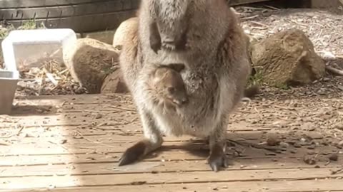 Wallaby in Australia