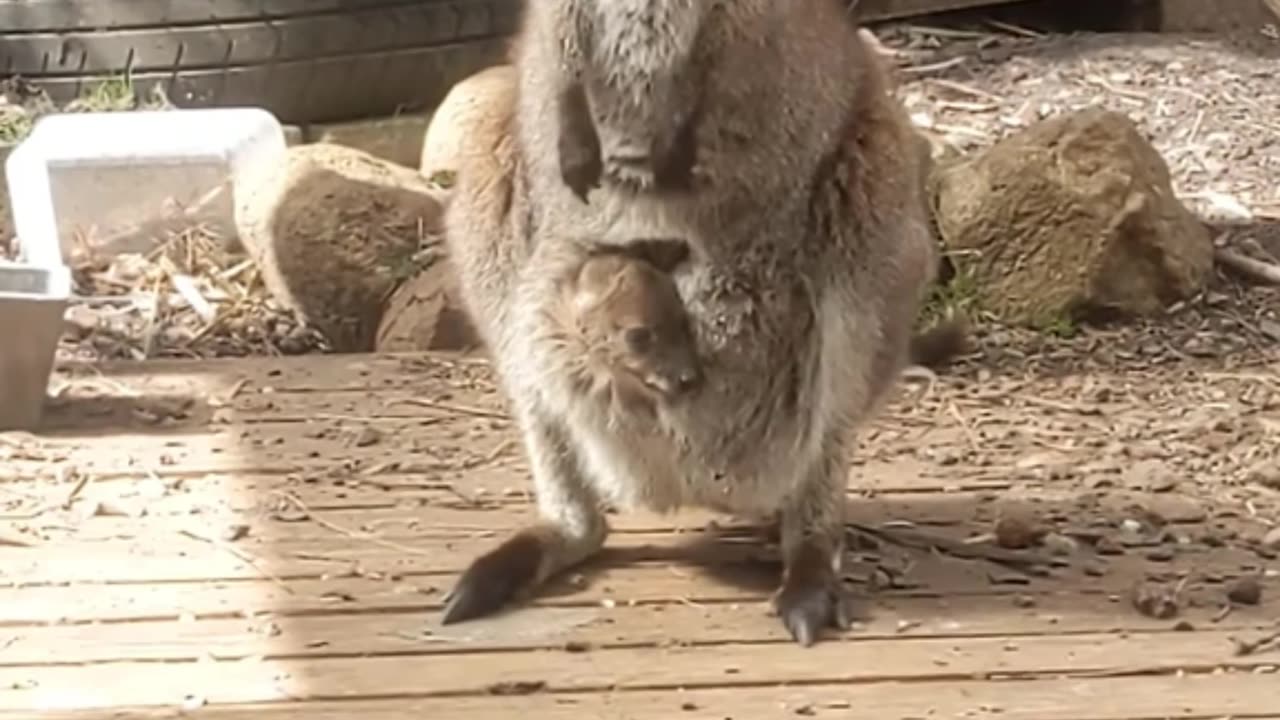 Wallaby in Australia